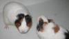 Продаю морских свинок трехцветных превью 655351.