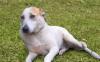 Бетти - бело-рыжая добрая собака  в дар превью 655370.