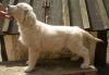 Предлагаю щенков золотистого(голден) ретривера превью 655487.