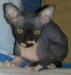 Кошечка  4-х мес превью 655717.