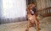 Щенки Родезийского Риджбека (возможна рассрочка) превью 656260.