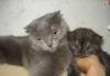 Котята превью 656507.