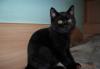 Чёрный британский котёнок превью 656936.