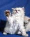 Превью Невские Маскарадные котята шоу класса Москва - 4