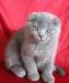 Продам котенка скоттиш фолд превью 657086.