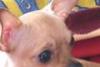 Продаютсяlдевочка чихуахуа превью 657106.