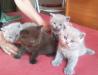 Британские котята привиты с документами превью 657141.