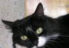 Мэри  кошечка, черная с белыми лапками, грудкой превью 650829.