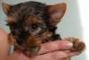 Щенки йоркширского терьера Недорого превью 658026.