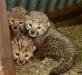 Продажа котят гепарда превью 658082.