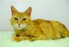 Рыжая очень ласковая солнечная кошечка Люточка превью 658569.