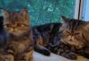 Превью Котик 2мес.- короткошерстный перс-экзот Москва - 2