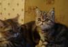 Превью Котик 2мес.- короткошерстный перс-экзот Москва - 3