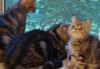Превью Котик 2мес.- короткошерстный перс-экзот Москва - 4
