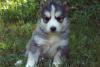 Очаровательны сибирских лаек на продажу превью 659000.