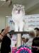 Превью Голубоглазые невские котята от Чемпиона Мира Москва - 2