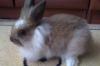 Карликовый кролик превью 659053.