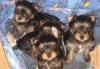 Перспективные клубные щенки йоркширского терьера превью 659575.