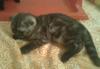 Превью Кот 3мес Москва - 1