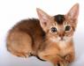 Абиссинские котята в продаже, спешите превью 661695.