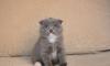 Шотландские вислоухие котята превью 662612.