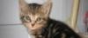 Отдам котёнка в хорошие руки превью 660382.