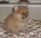 Щеночки померанского шпица превью 663059.