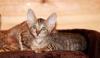 Корниш-рекс. Привитые. Клубные. . Недорого превью 663764.