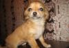 Щенки  чихуахуа превью 663830.