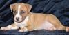 Превью Мальчик шоу-класса и недорого Москва - 2