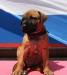 Превью Родезийский риджбек Нижний Новгород - 1