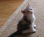 Превью Отдам котенка в хорошие руки Одинцово - 2