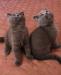 Продам шотландских вислоухих котят превью 665870.