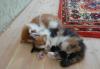 Отдам котят в хорошие руки превью 665950.