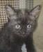 Кошечка ждёт хозяина превью 660604.