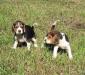 Бигль  щенки превью 666071.