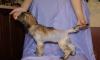 Щенки китайской хохлатой превью 666756.