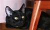 Невероятно красивый черный кот Стьюи почти даром превью 666974.