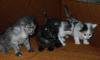 Котята 1 месяц превью 667311.