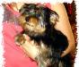 Йоркширский терьер (мальчик) превью 667365.