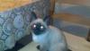 Сиамский котенок(Москва) - 1 500 р превью 667798.