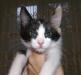Котенок - девочка превью 667873.