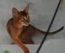 Абиссинская кошечка дикого , яркого окраса, америк превью 667953.