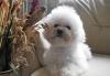 Превью Французской болонки - болонеза щенки Москва - 4