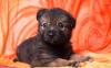 В дар маленький щенок Валдис, 2 мес превью 668214.