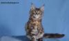 Превью Кошечка Фиона. питомник Lucky Bargee Москва - 3