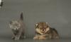 Британские котята превью 669492.