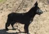 Щенки  чёрной немецкой овчарки превью 669593.