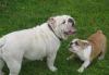 Англ. Бульдог - щенок девочка превью 669697.