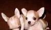 Чихуахуа щенки превью 671021.